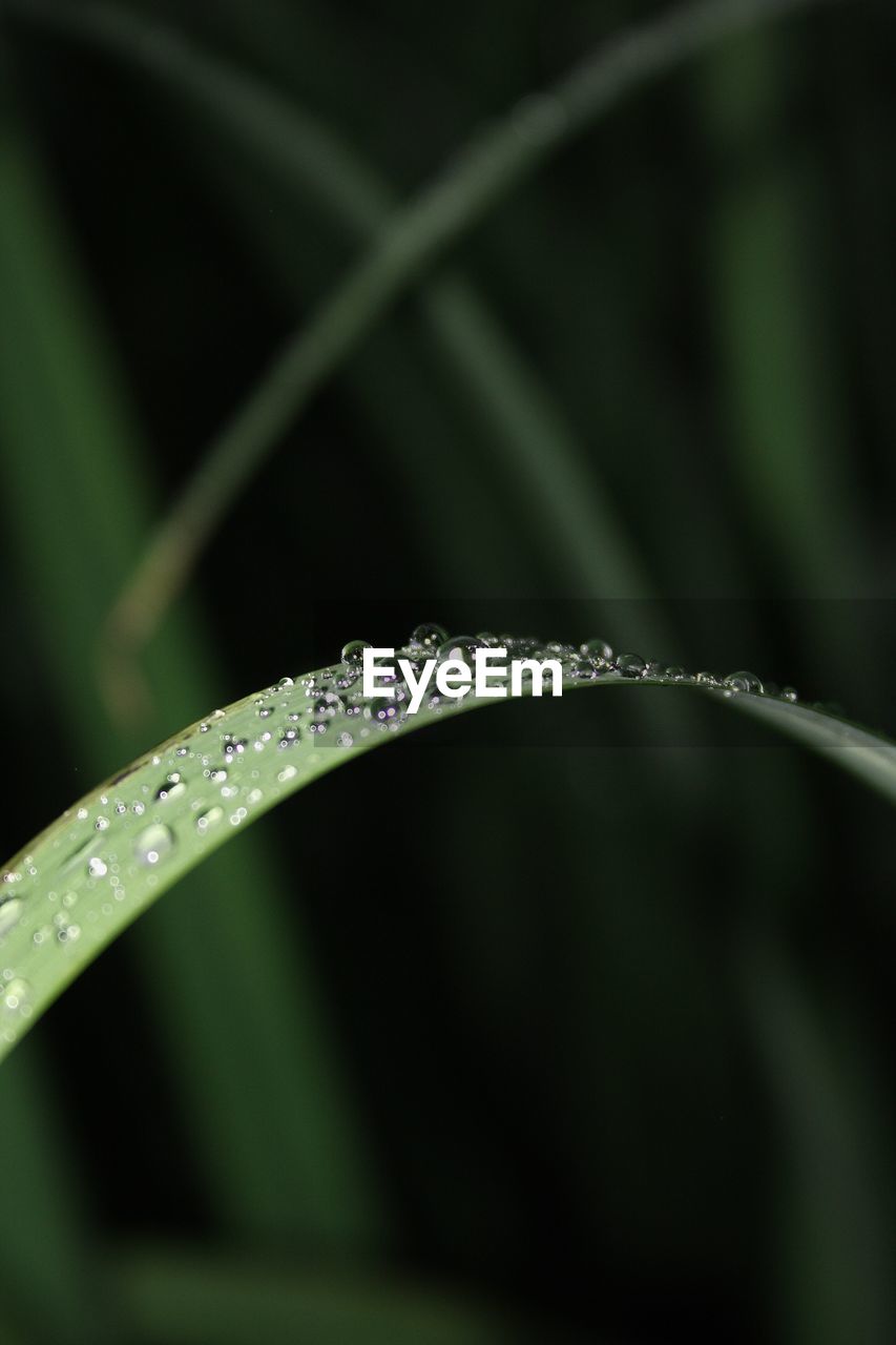 Close-up of wet plant