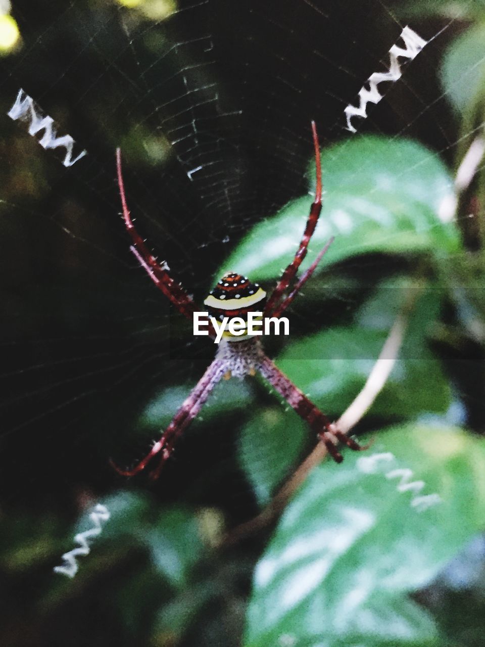 Marco shot of spider on web in singapore botanic gardens