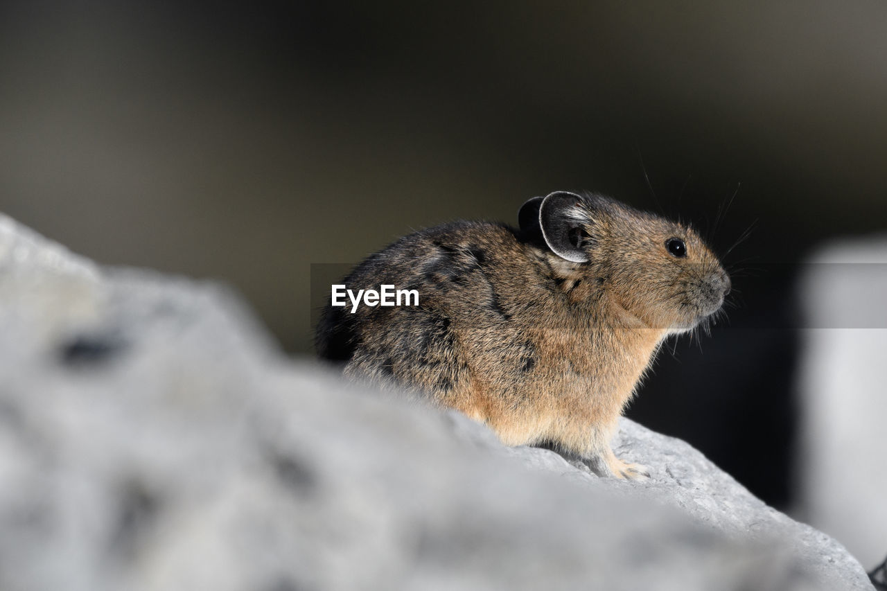 CLOSE-UP OF SQUIRREL IN A ROCK