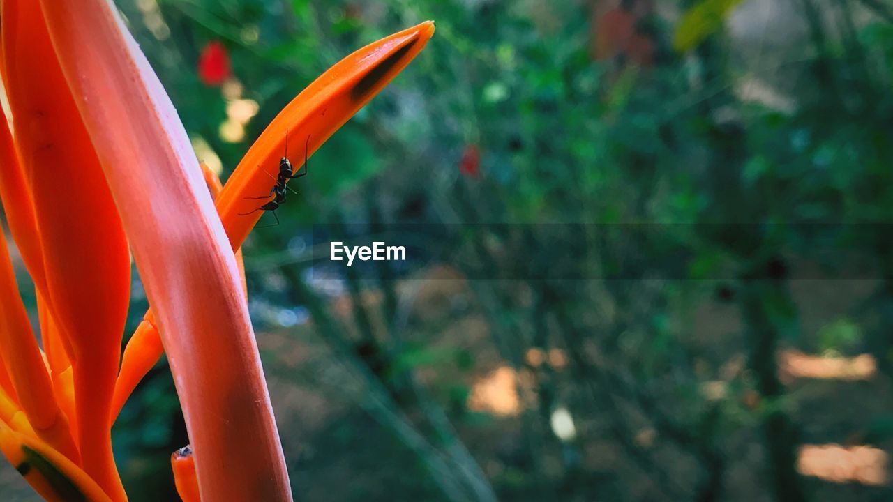 Close-up of orange flower blooming outdoors