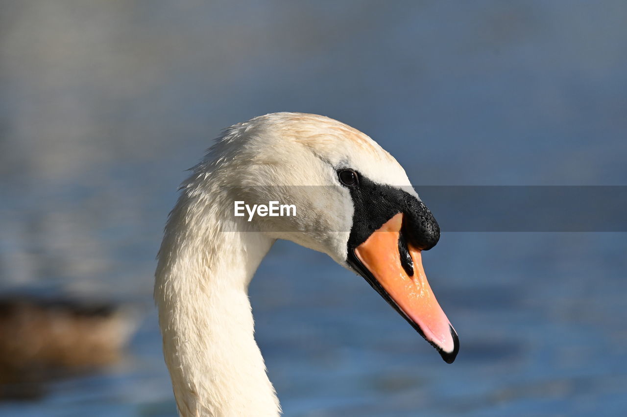 close-up of black swan