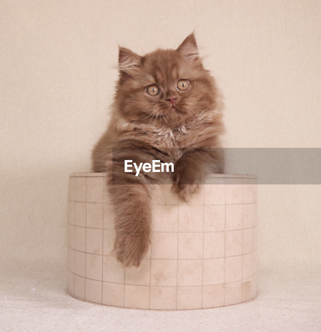 PORTRAIT OF A CAT IN A BOX