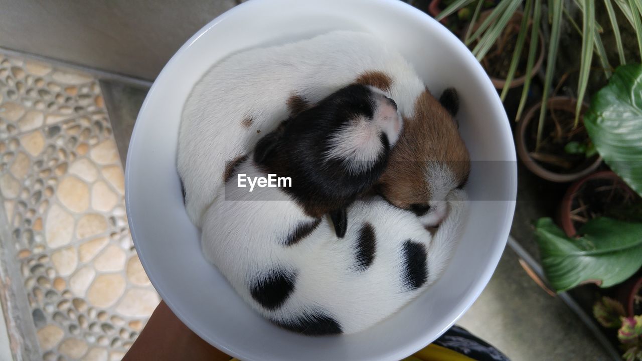 Close-up of cats sleeping in bowl