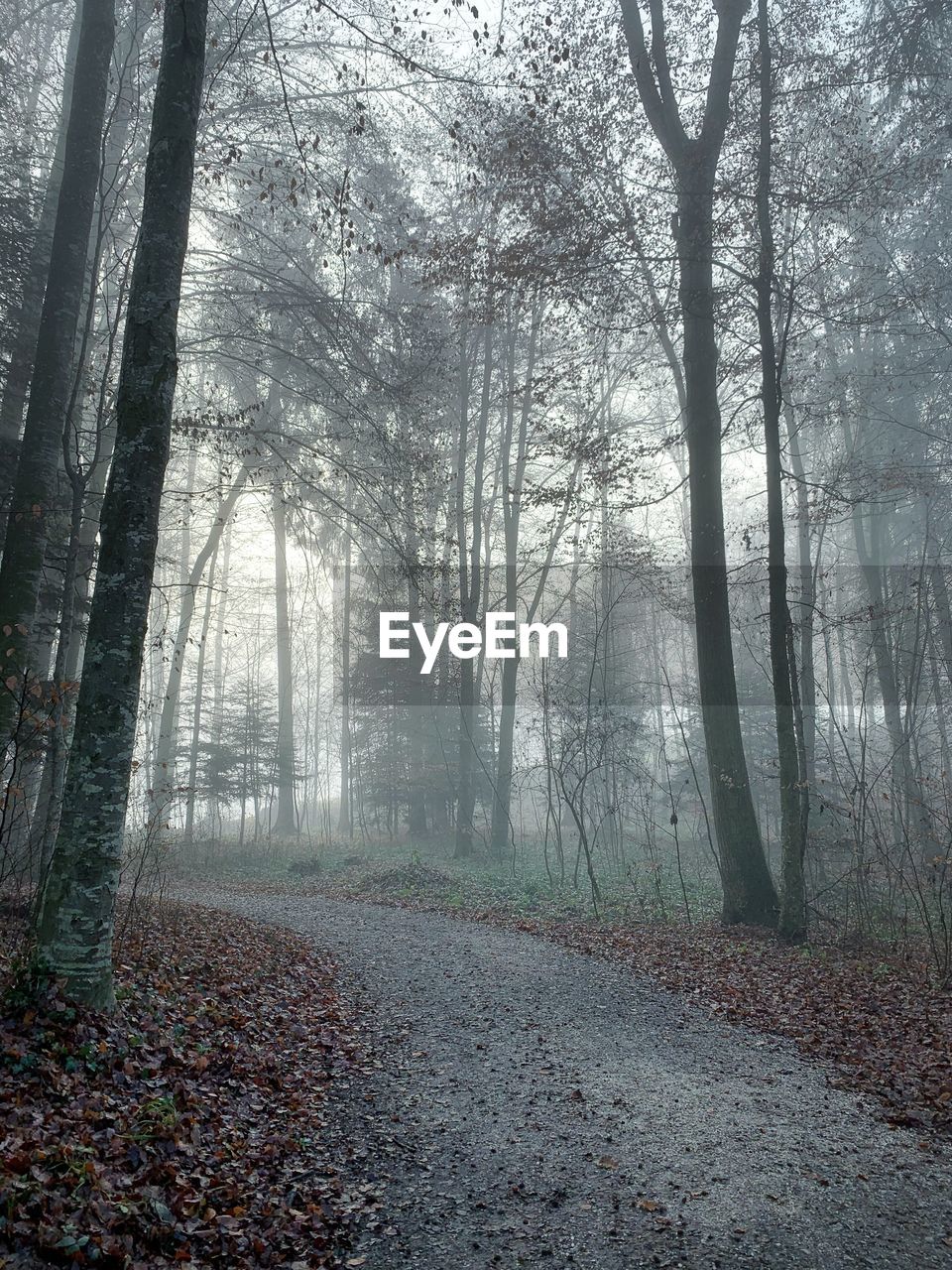 Trees in forest during foggy weather