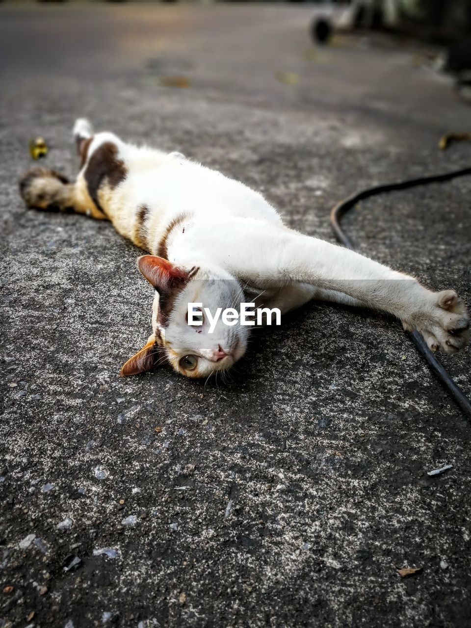 Close-up of cat stretching