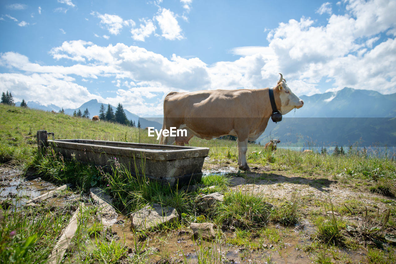 COW STANDING IN A FIELD AGAINST SKY