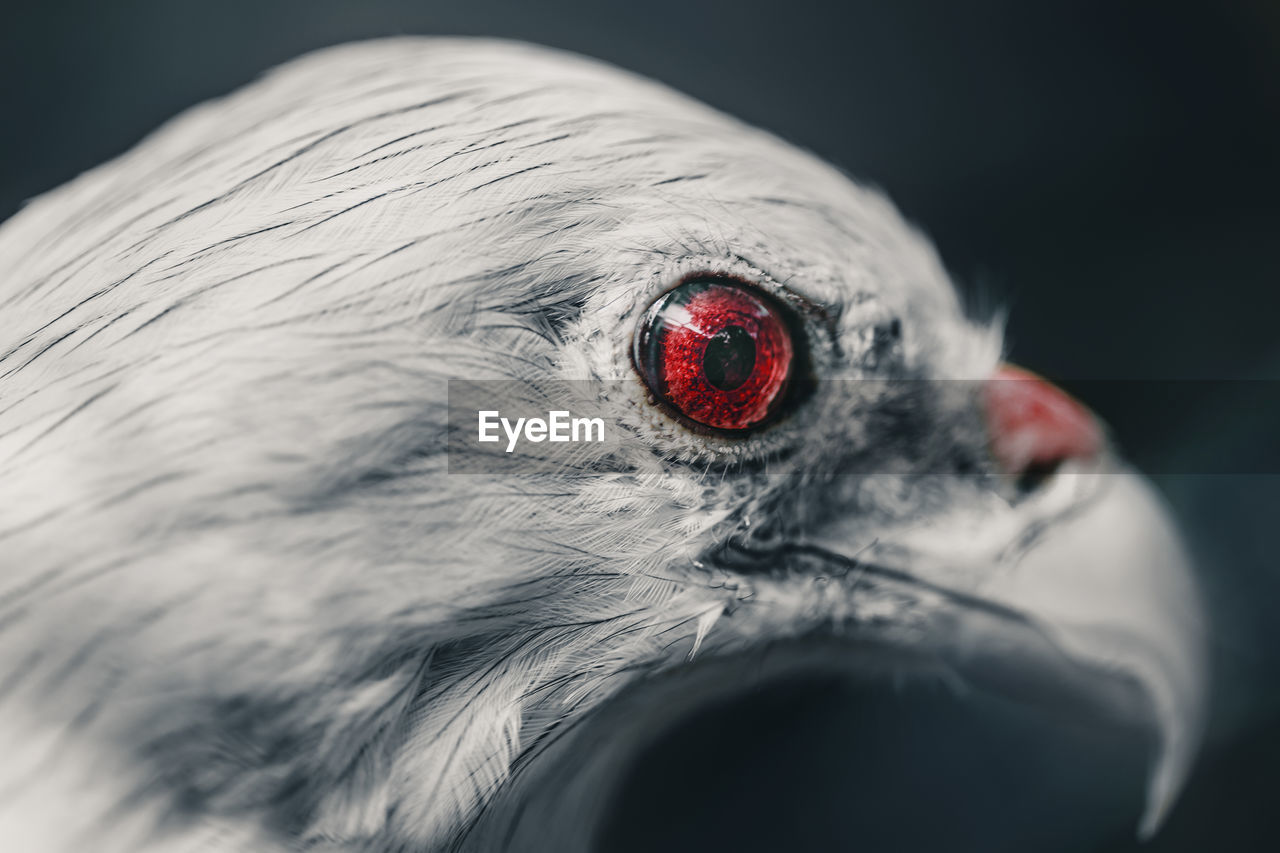 Close-up of a white bellied sea eagle