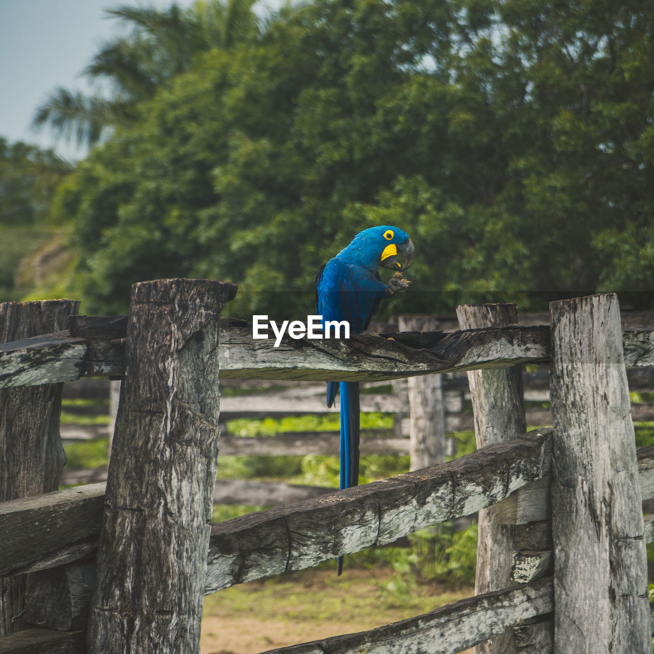 Parrot perching on wooden fence against trees