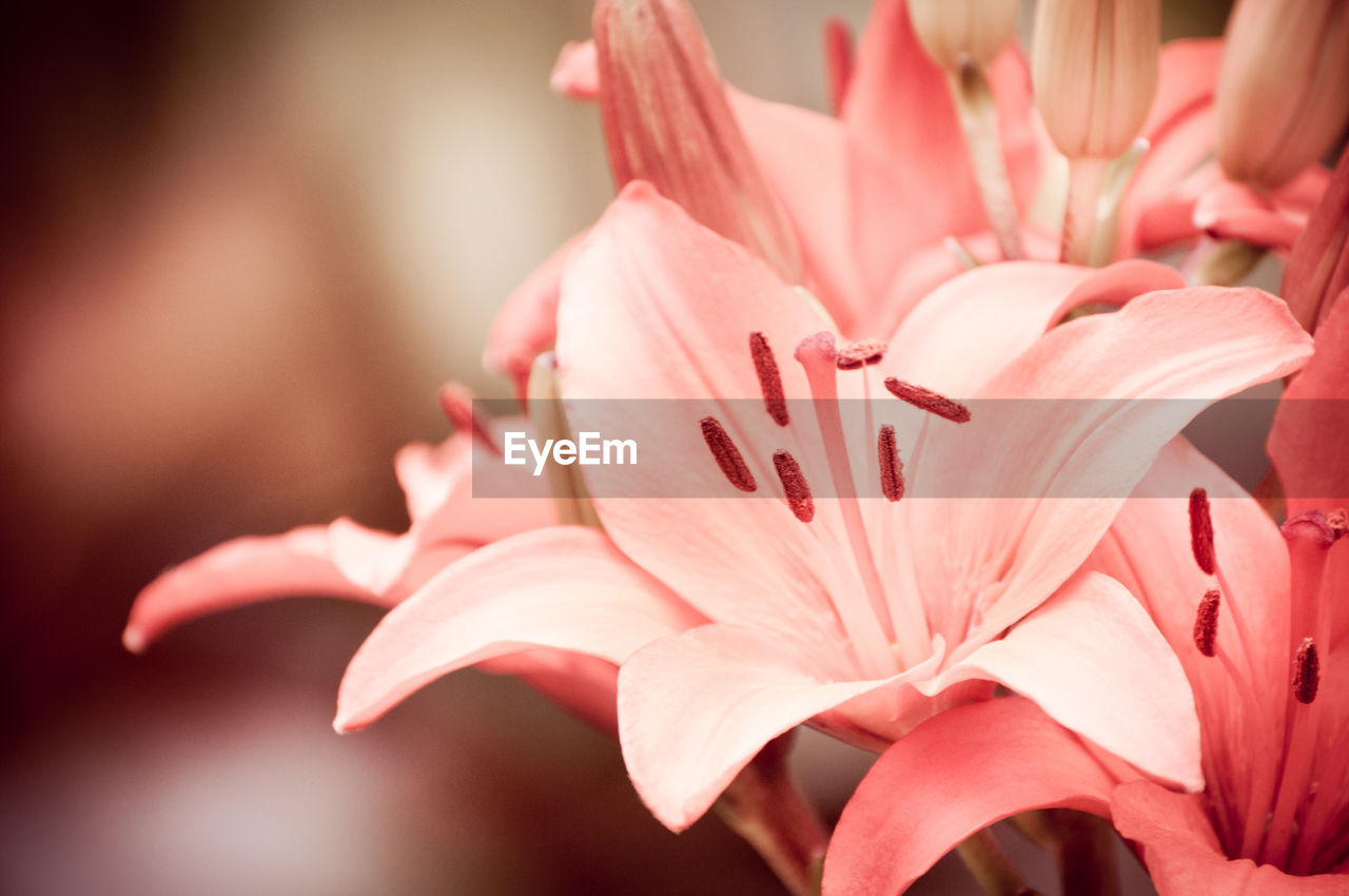 Close-up of pink day lily blooming outdoors