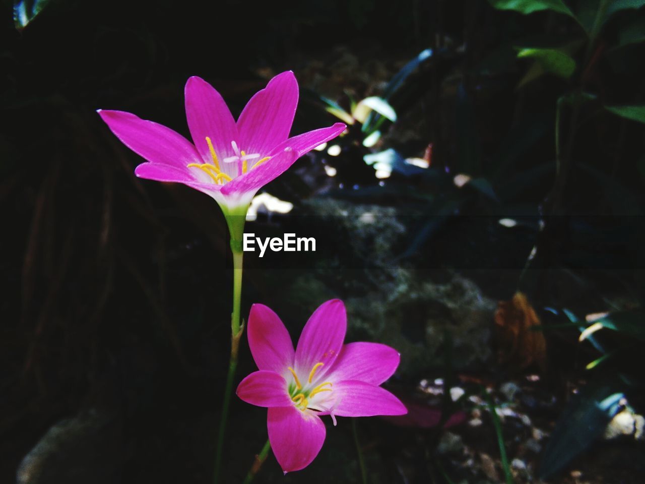 CLOSE-UP OF LOTUS BLOOMING OUTDOORS