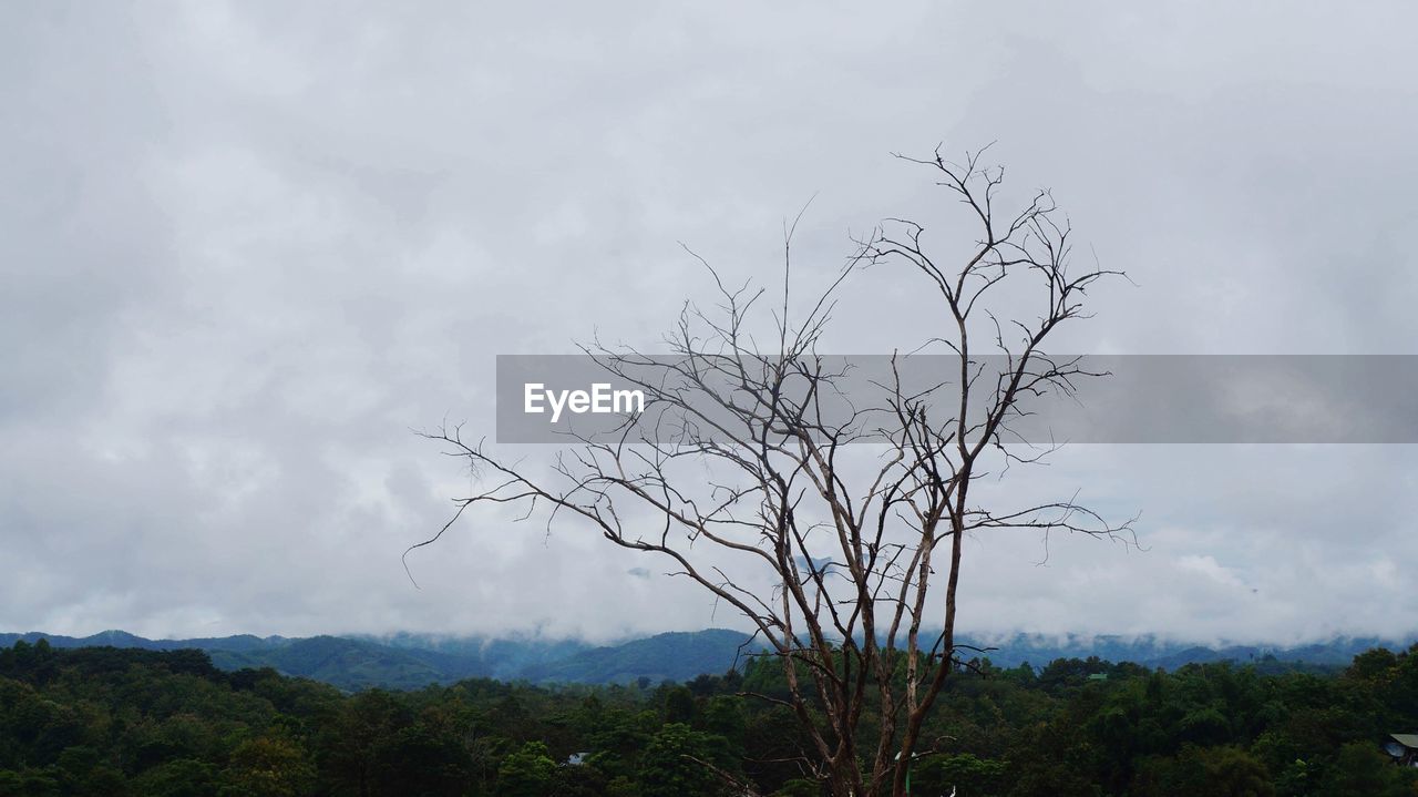 VIEW OF BARE TREE AGAINST CLOUDY SKY