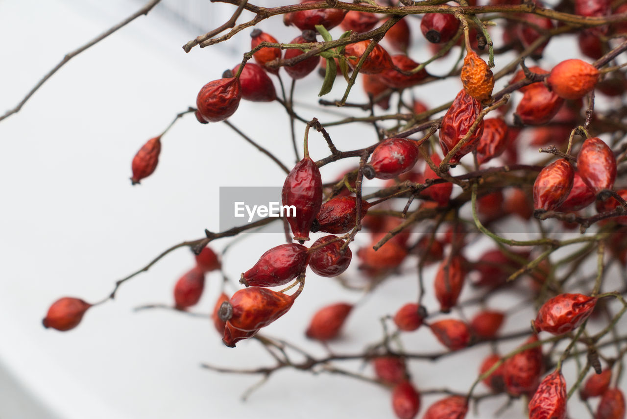 CLOSE-UP OF BERRIES ON PLANT