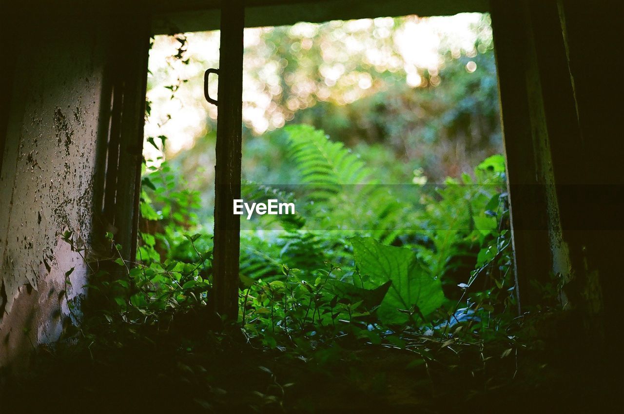 CLOSE-UP OF FERN THROUGH WINDOW