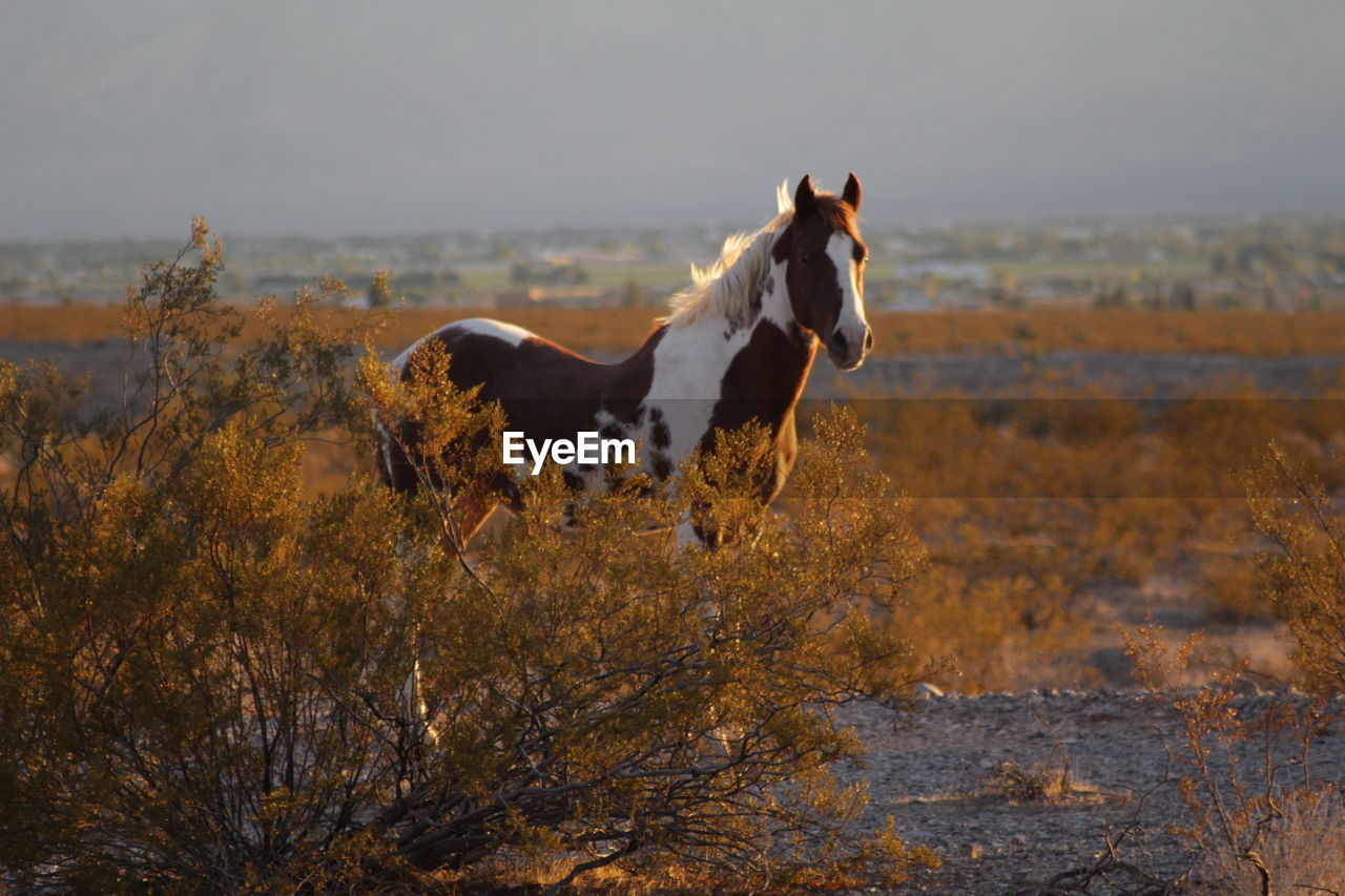 A wild horse in the mojave desert