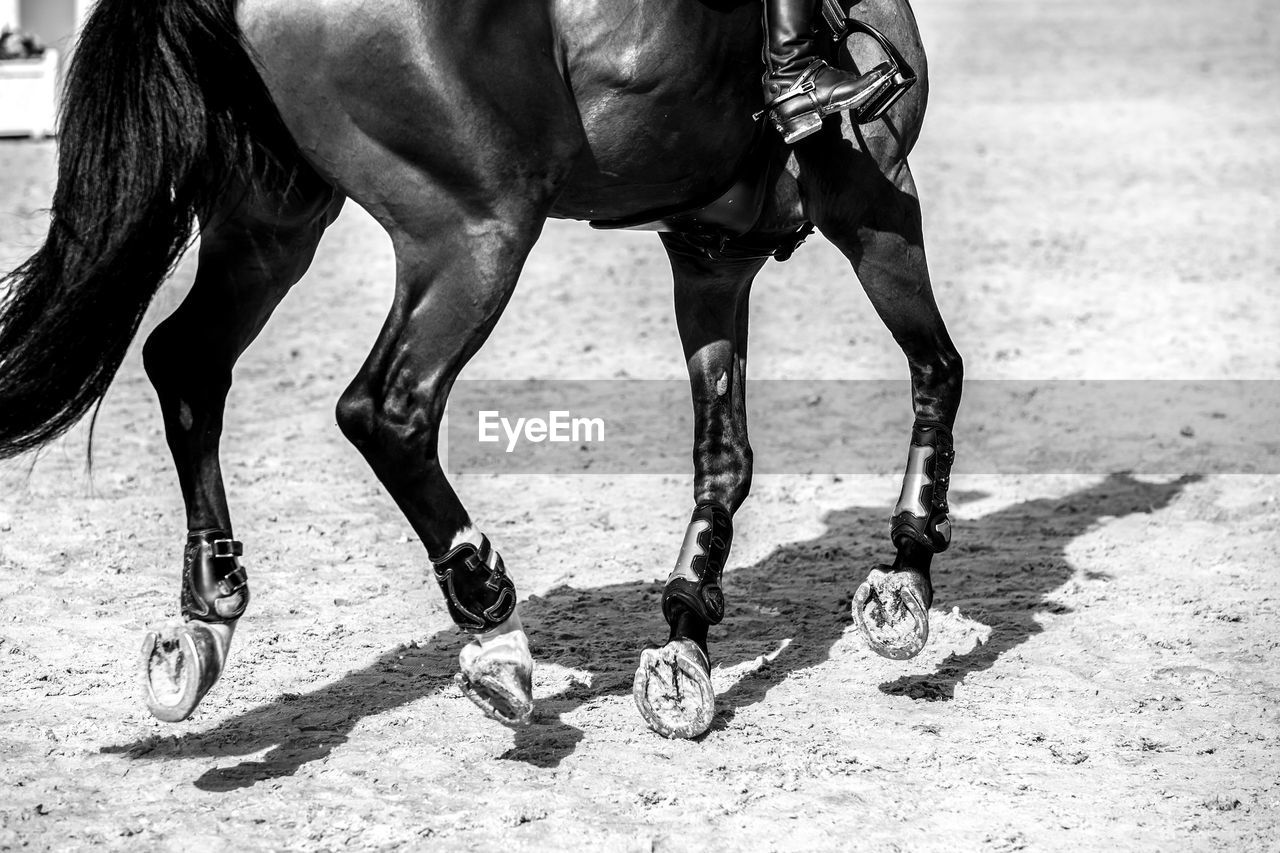 Equestrian, horse jumping competition, show jumping themed photograph.