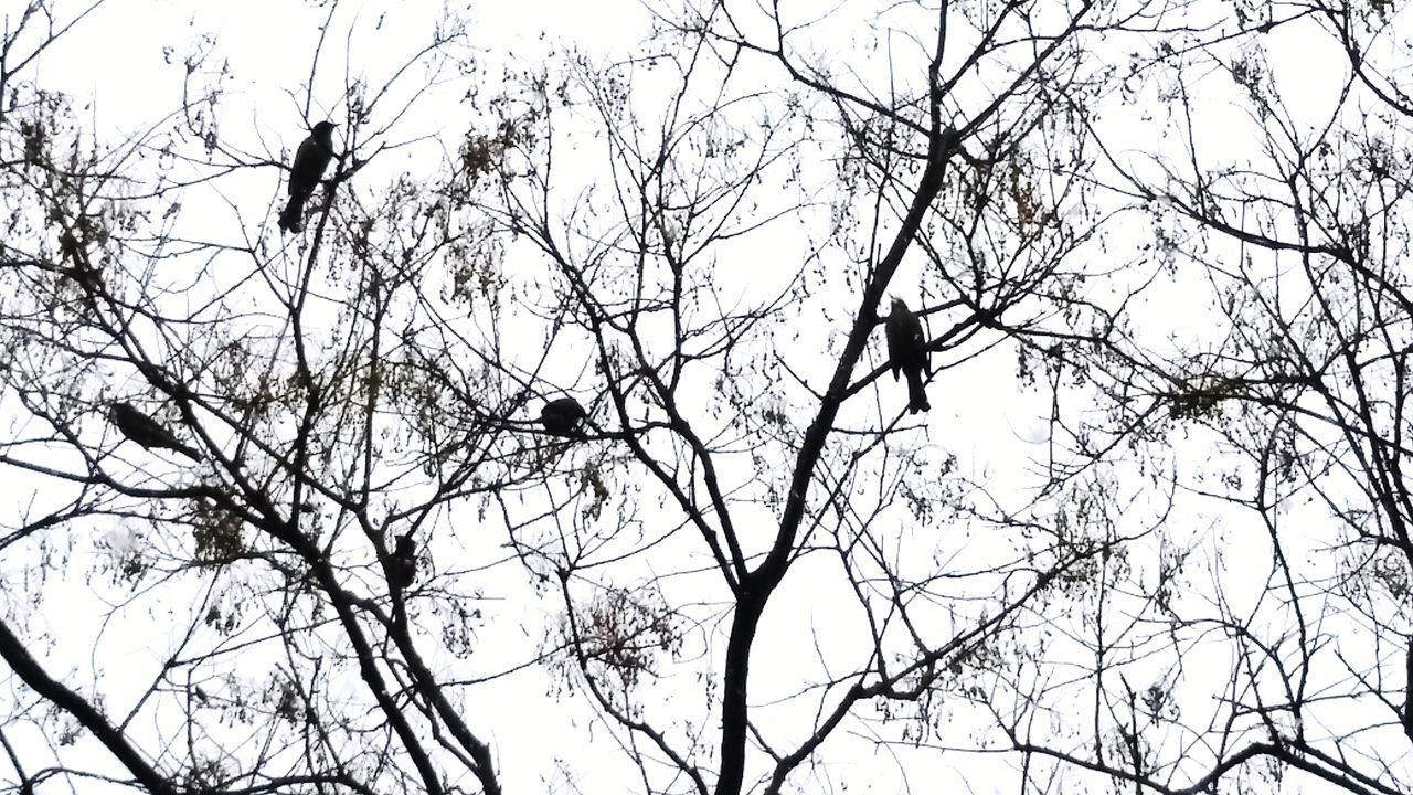 LOW ANGLE VIEW OF BIRDS PERCHING ON BARE TREE AGAINST SKY