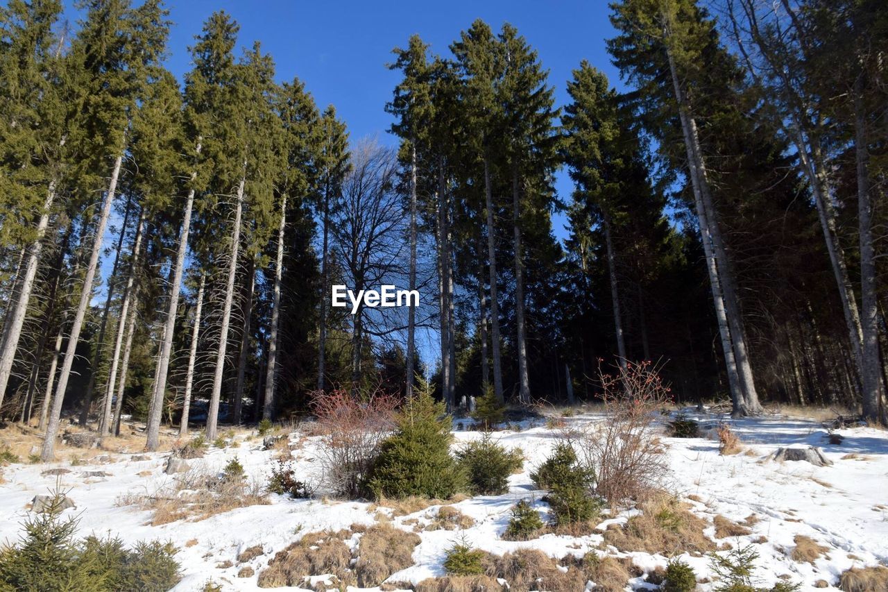 Trees in forest during winter