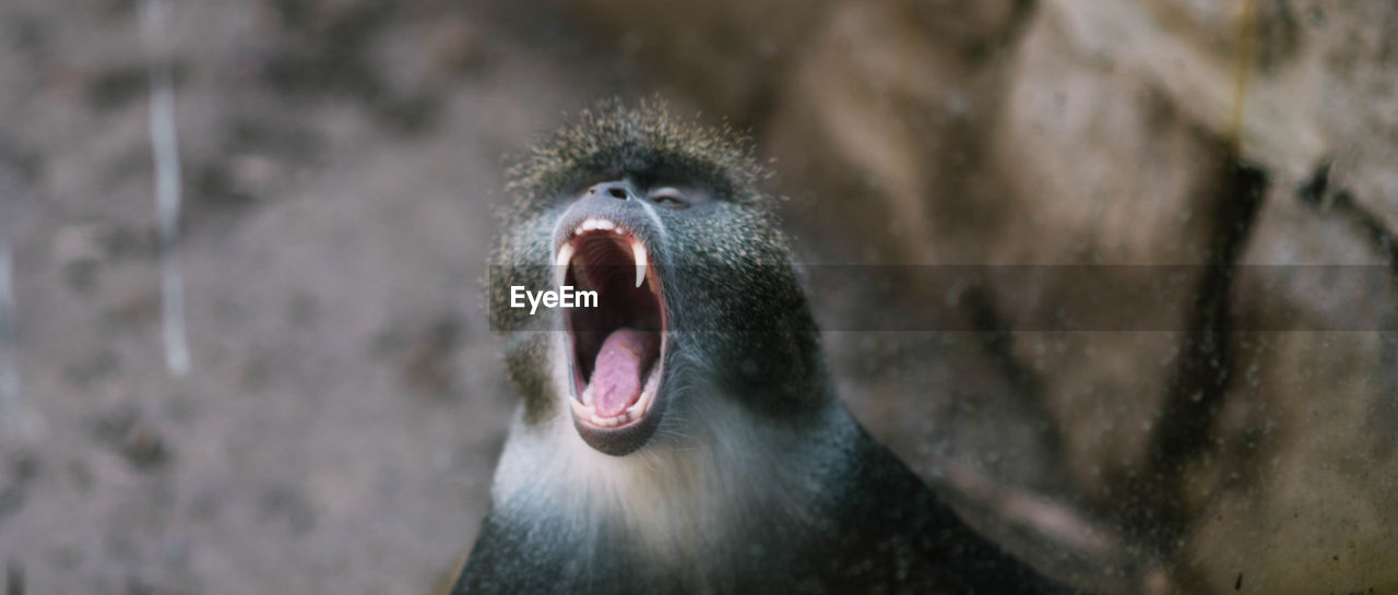 Close-up of baboon yawning in forest