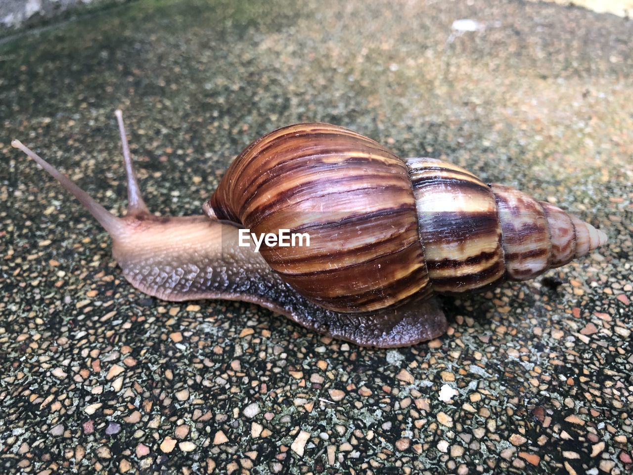 HIGH ANGLE VIEW OF SNAIL ON A SURFACE