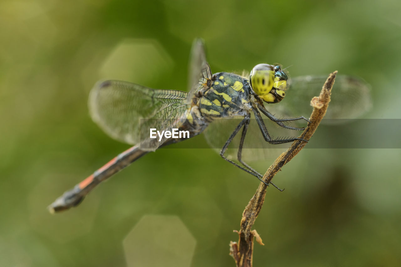 Close-up of insect on plant