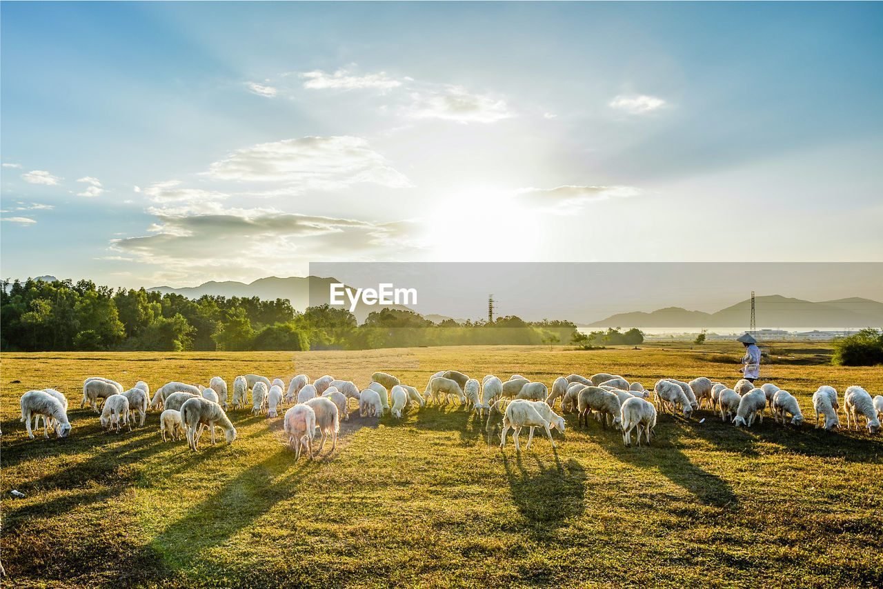 Sheep grazing on field against sky