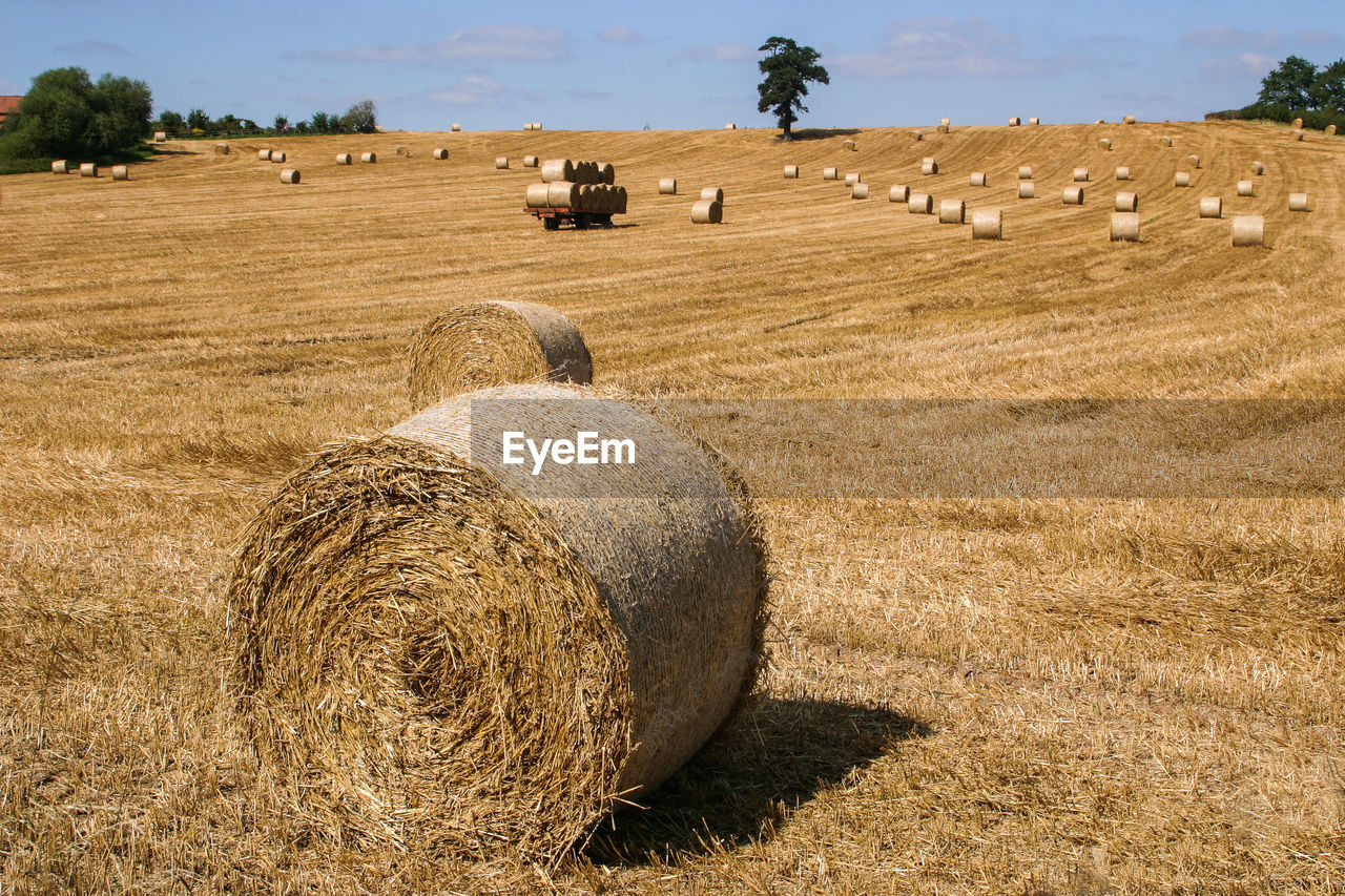 Rolled up bales on field against sky during sunny day