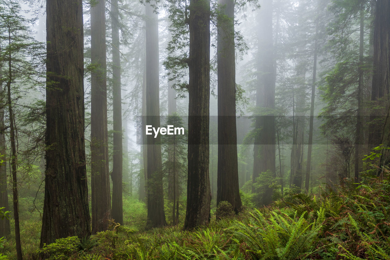 Pine trees in forest