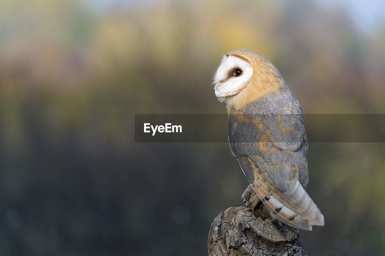 CLOSE-UP OF A BIRD