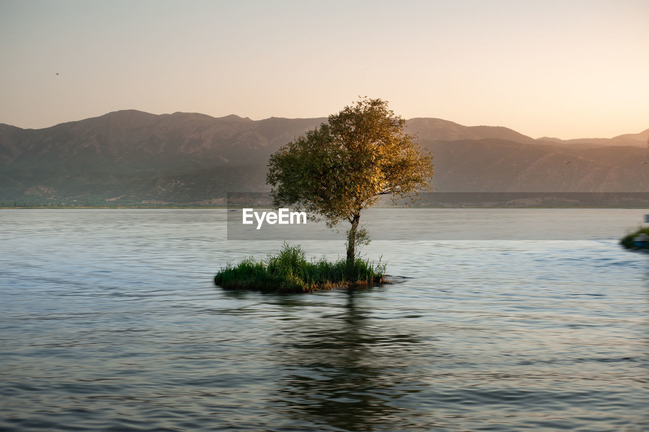 Oak tree grew on the water among grass on the middle of the marivan lake,iran. 
