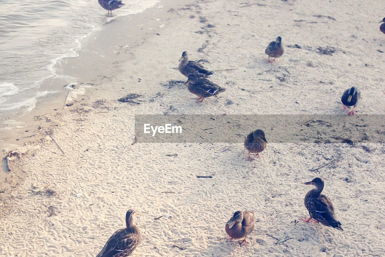 High angle view of ducks on lakeshore