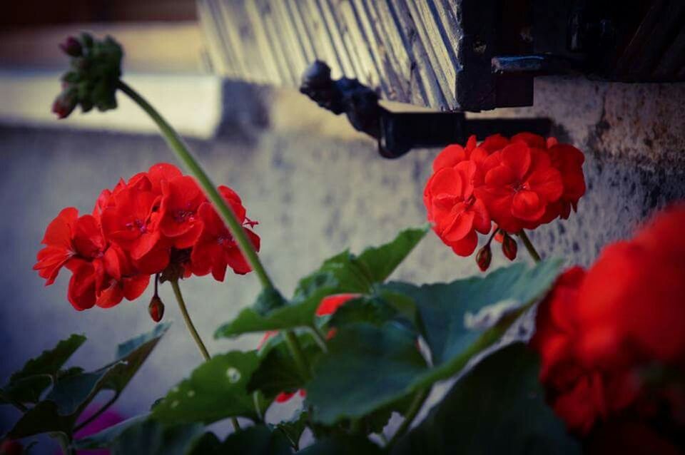 CLOSE-UP OF RED FLOWERS BLOOMING