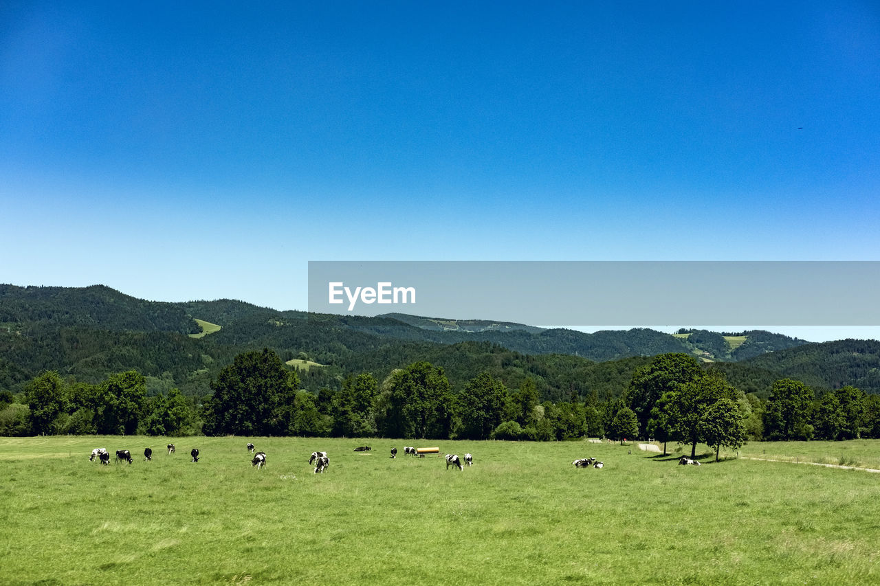 Cattles grazing in field