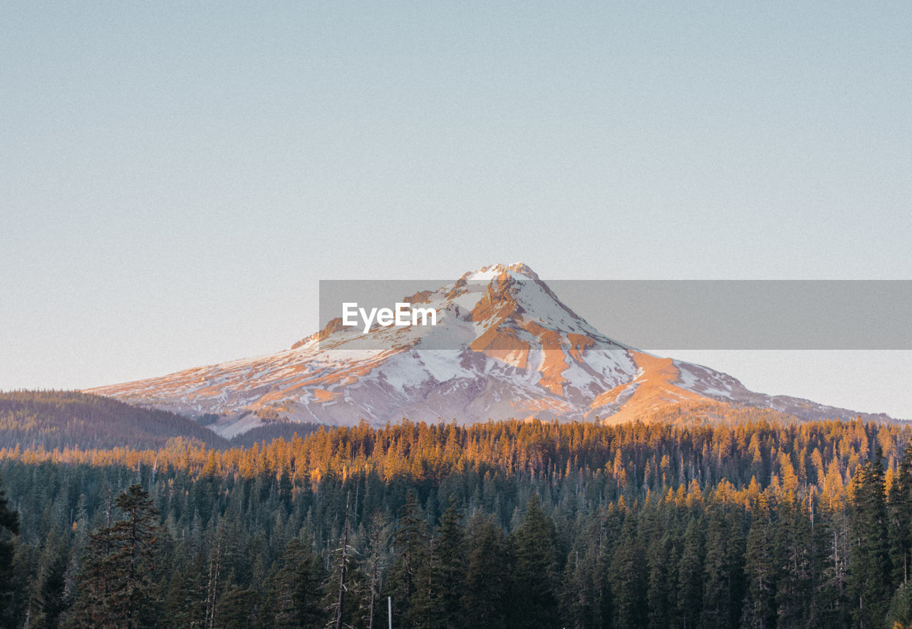 Scenic view of trees and snowcapped mountain against clear sky