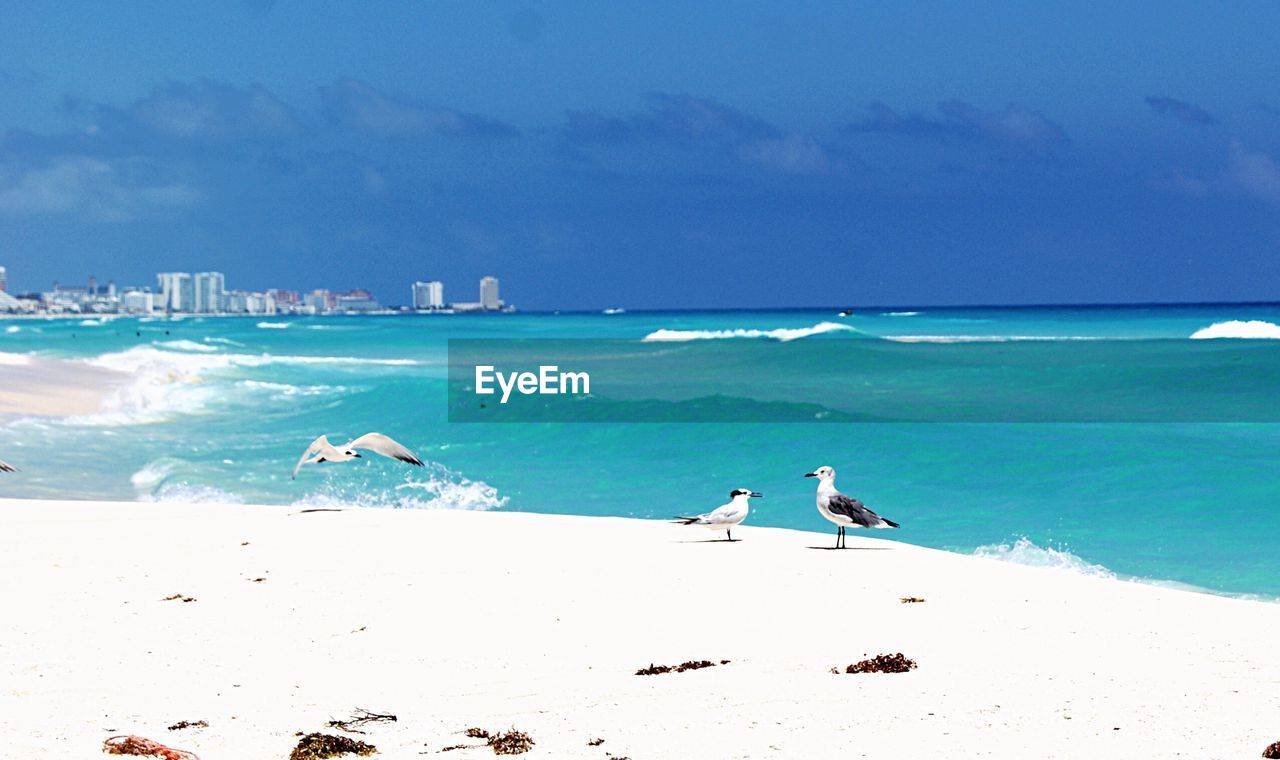 Birds on beach against blue sky