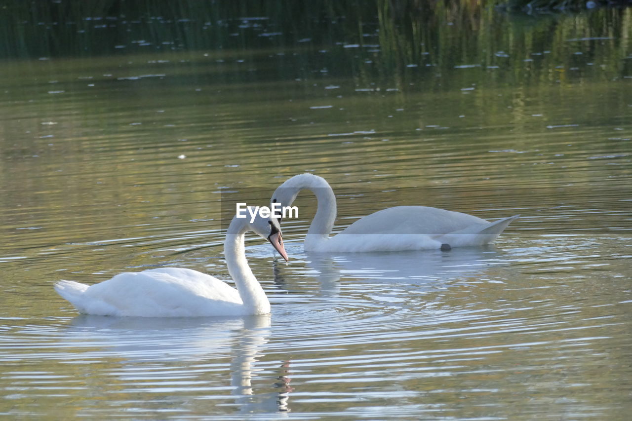 SWAN FLOATING IN LAKE