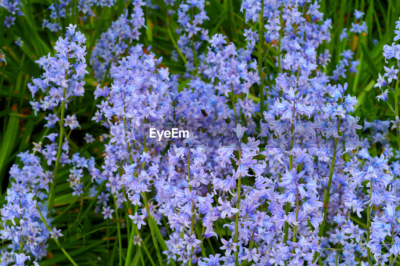 close-up of purple flowering plant