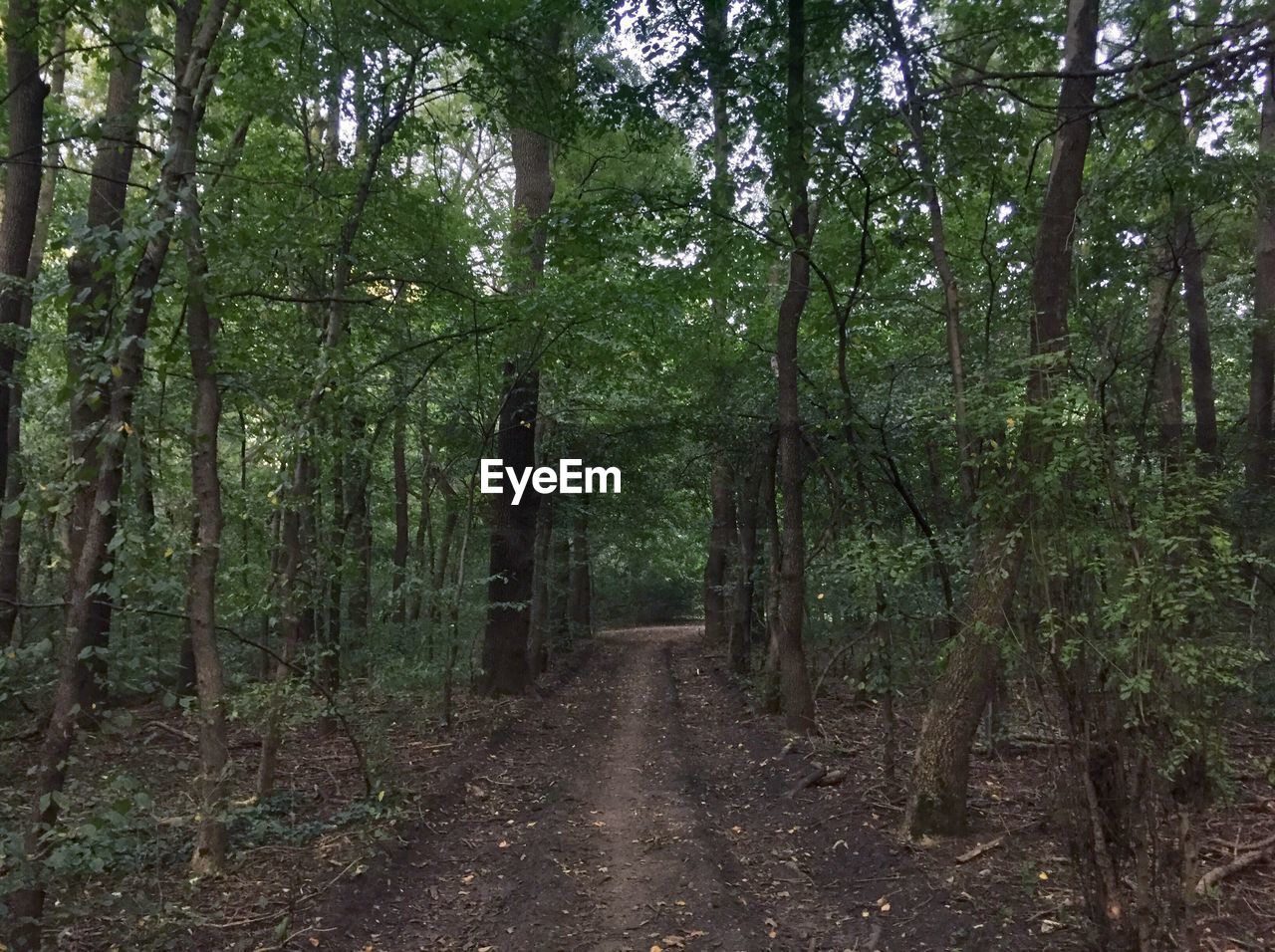 TREES GROWING IN A FOREST