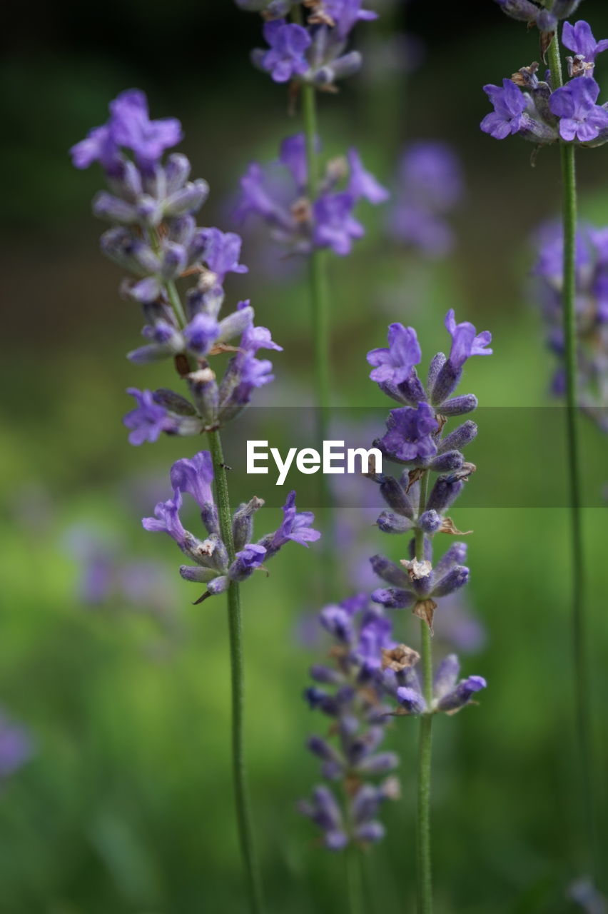 CLOSE-UP OF PURPLE FLOWERING PLANTS OUTDOORS