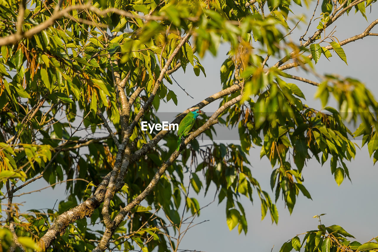 LOW ANGLE VIEW OF BIRD PERCHING ON TREE BRANCH