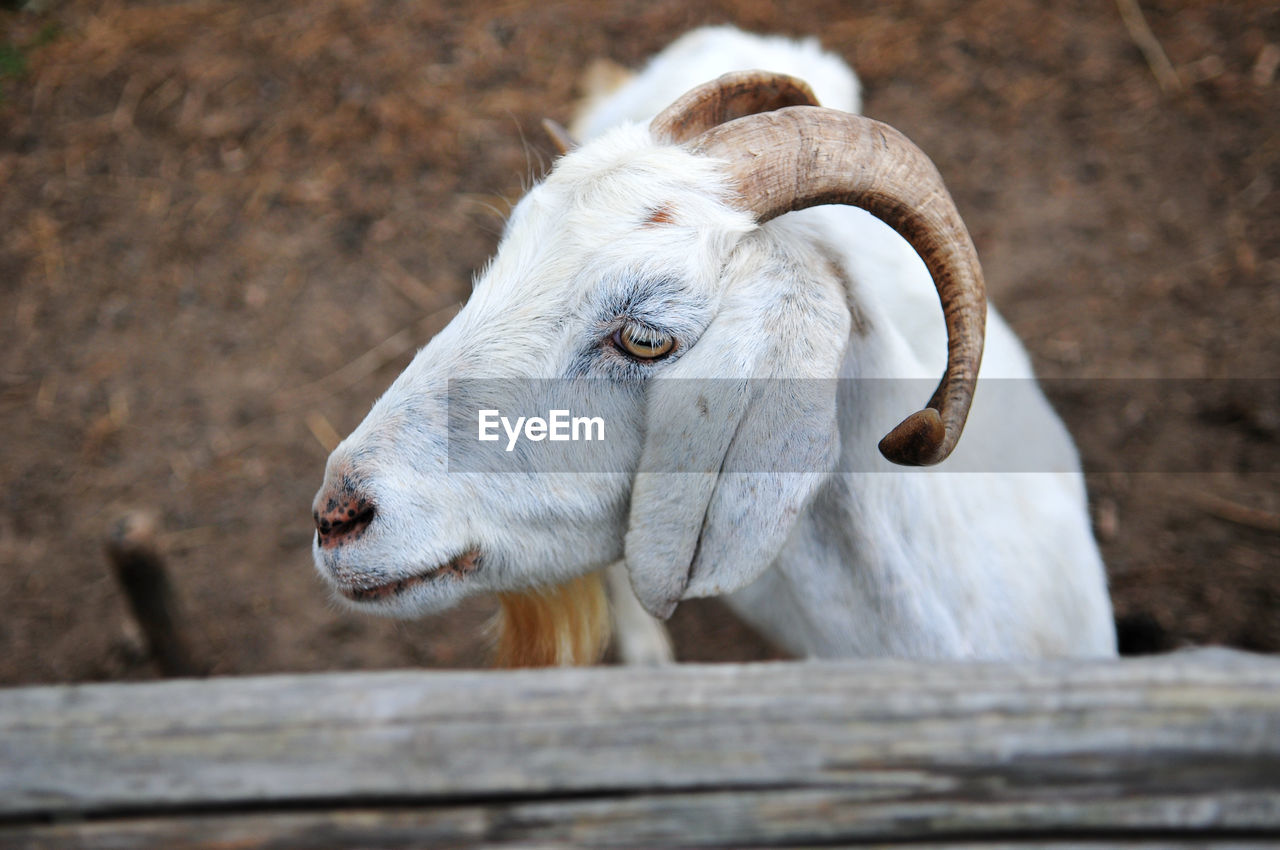 animal, animal themes, mammal, livestock, close-up, one animal, domestic animals, sheep, pet, horn, animal wildlife, no people, animal body part, wildlife, bighorn, focus on foreground, wood, day, nature, outdoors, goat-antelope, cattle, agriculture, animal head, horned