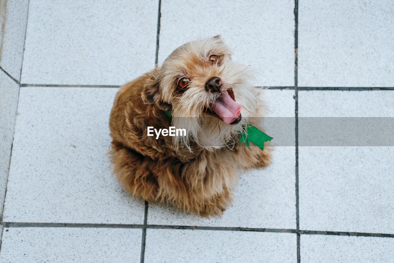 HIGH ANGLE VIEW OF DOG SITTING ON FLOOR