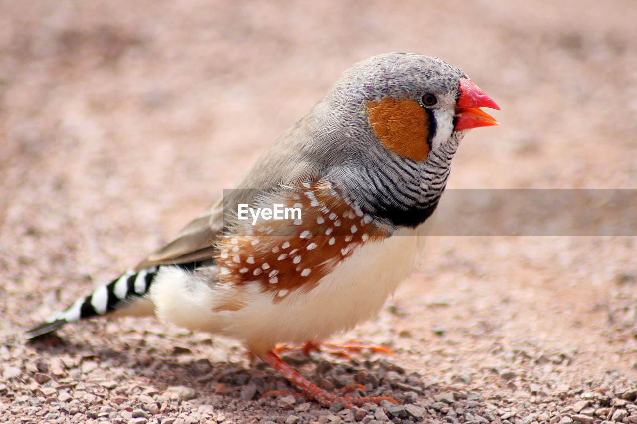 CLOSE-UP OF PARROT