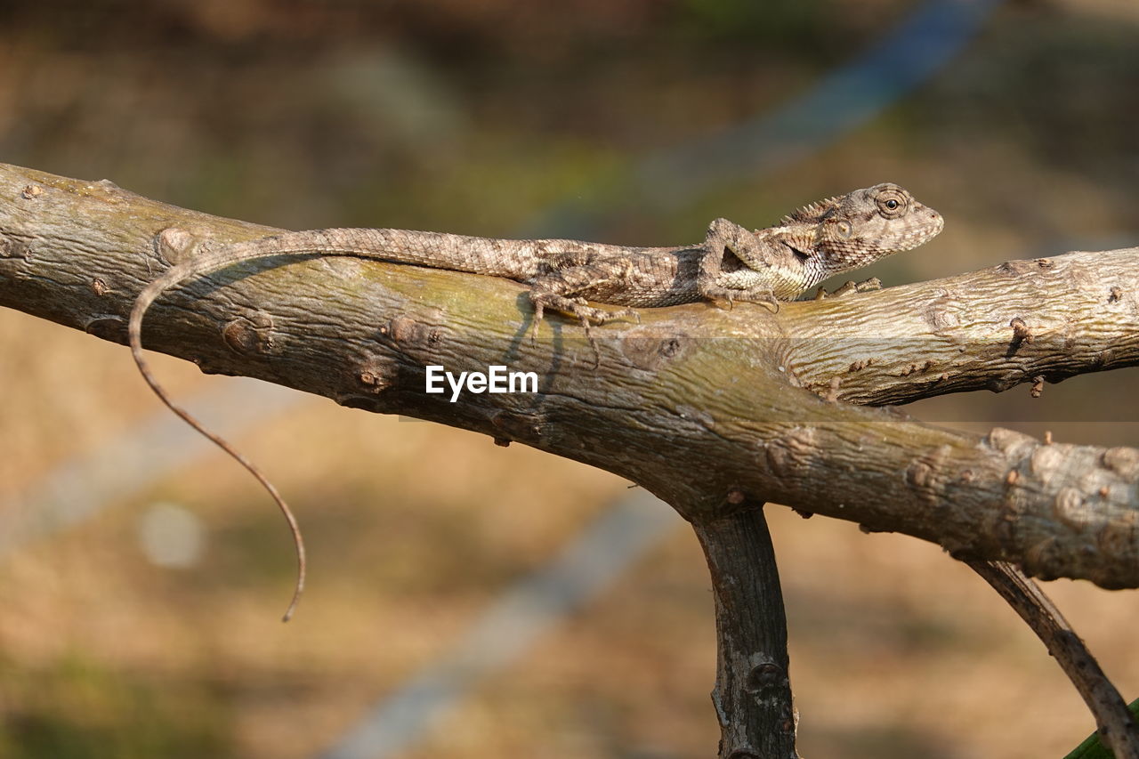 CLOSE-UP OF LIZARD ON BRANCH