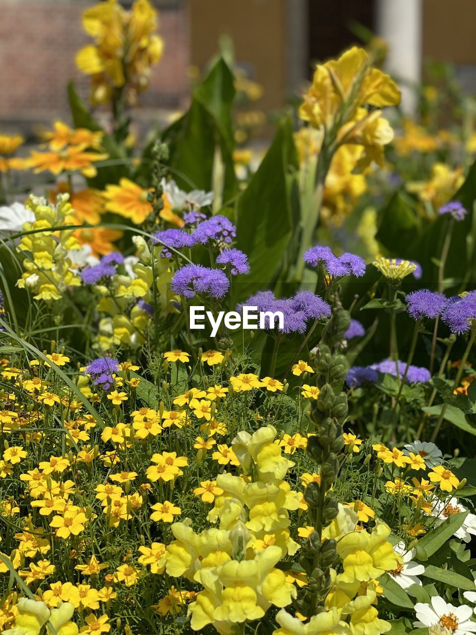 CLOSE-UP OF YELLOW FLOWERING PLANTS ON FIELD