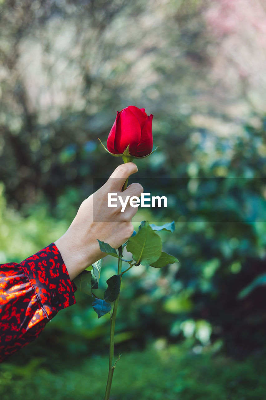 Close-up of hand holding red rose