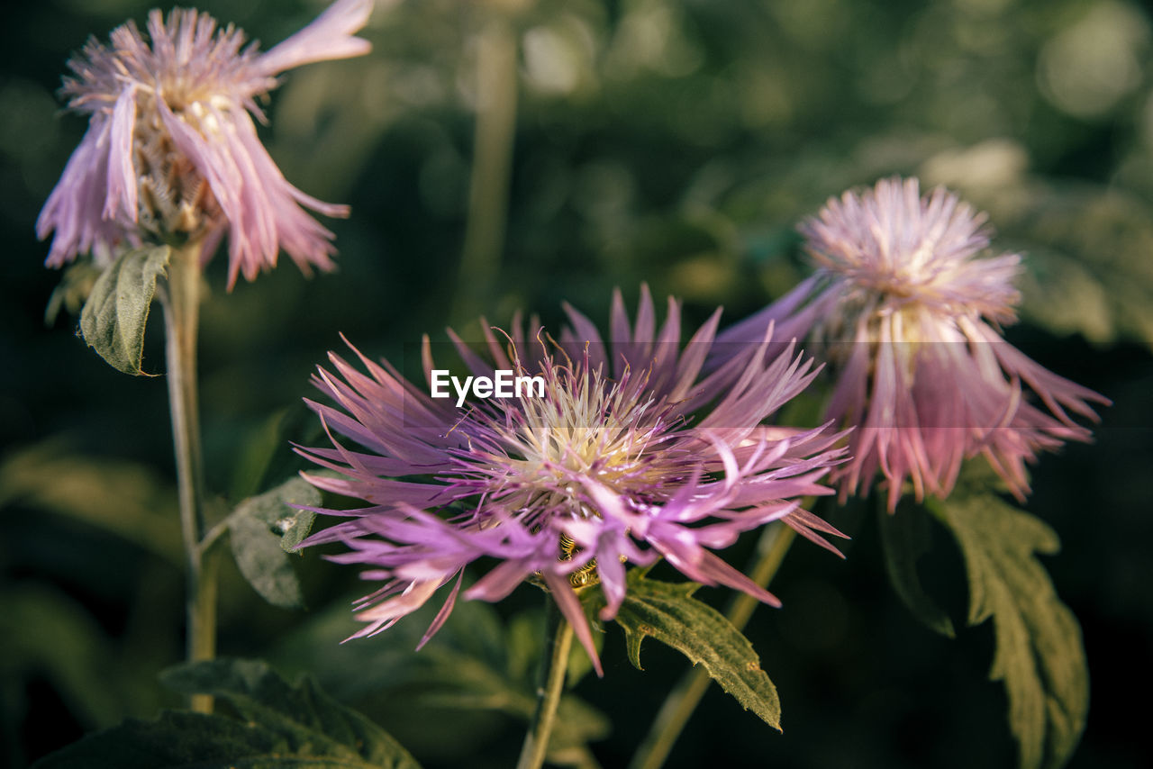 CLOSE-UP OF THISTLE FLOWERS