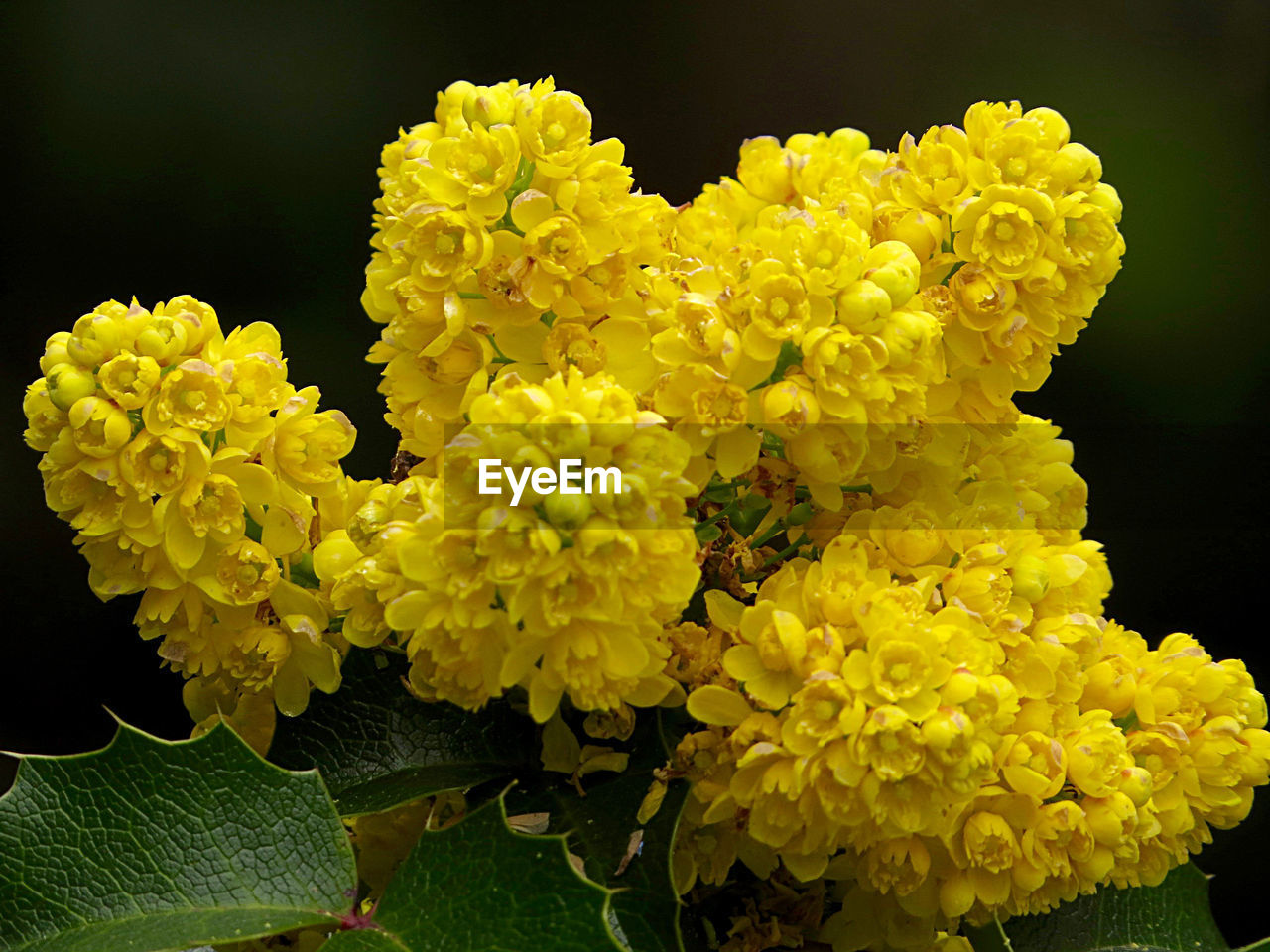 CLOSE-UP OF YELLOW FLOWERS AND LEAVES