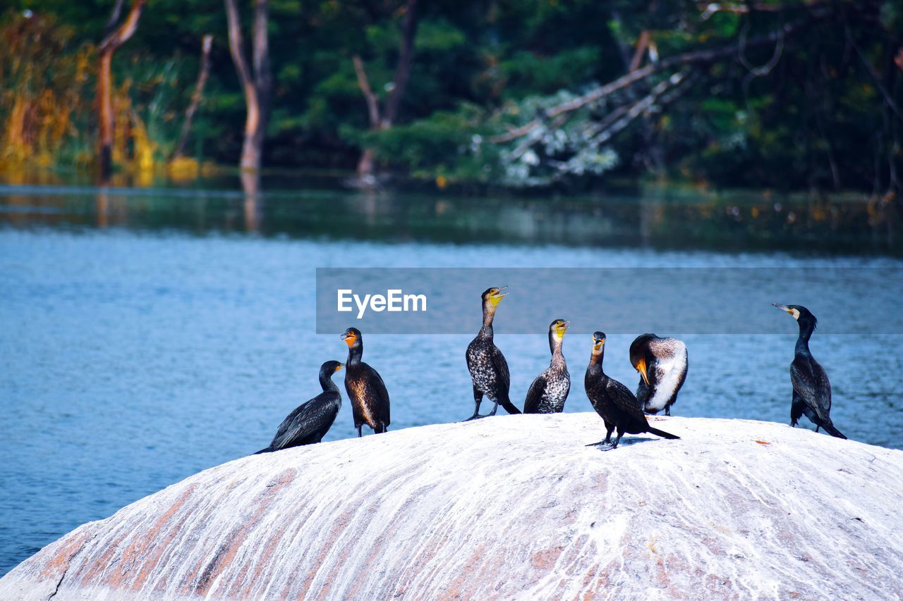 Ducks on a lake