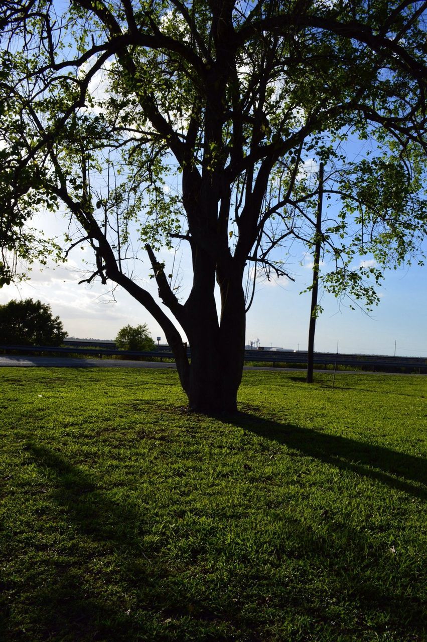 Green tree on lawn