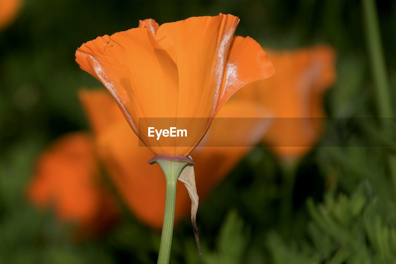 Close-up of orange rose flower